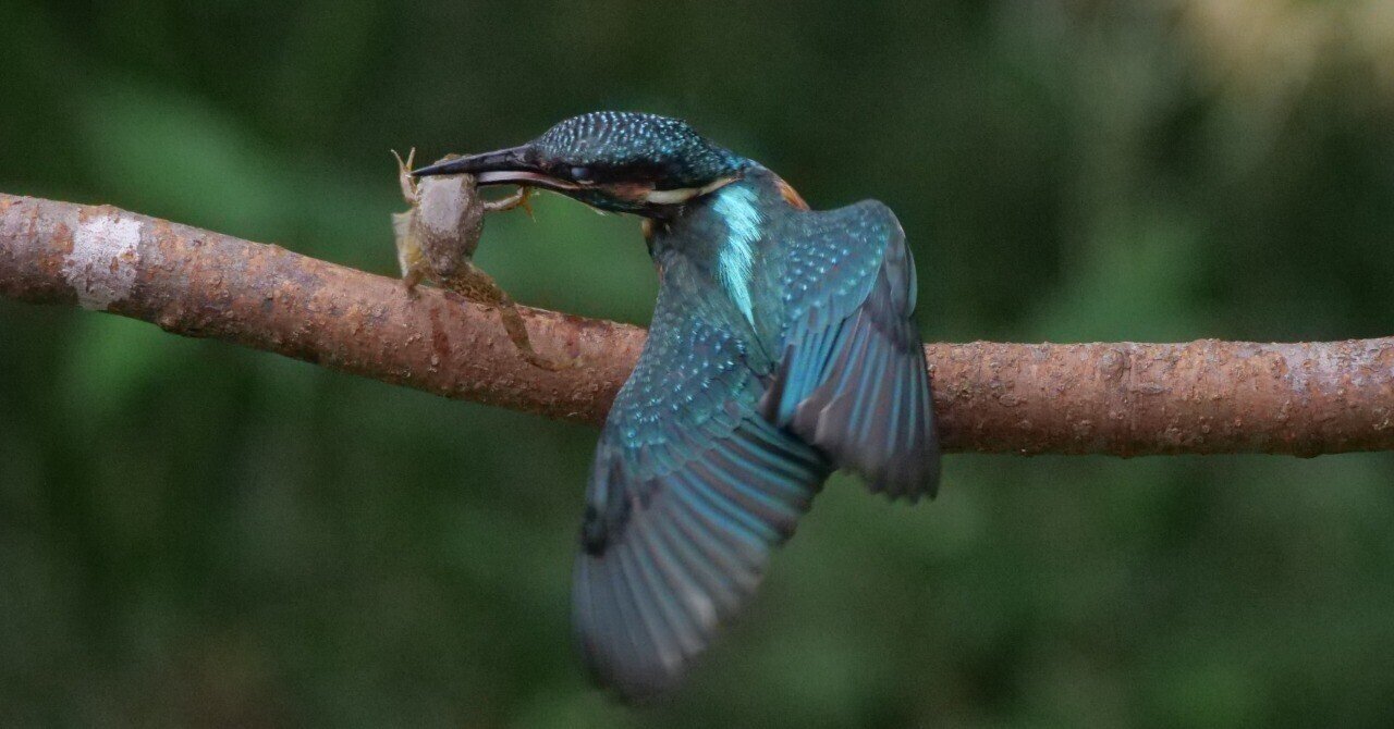 野鳥が好きです!#134「400mmの望遠レンズで迫るカワセミ飛翔シーン