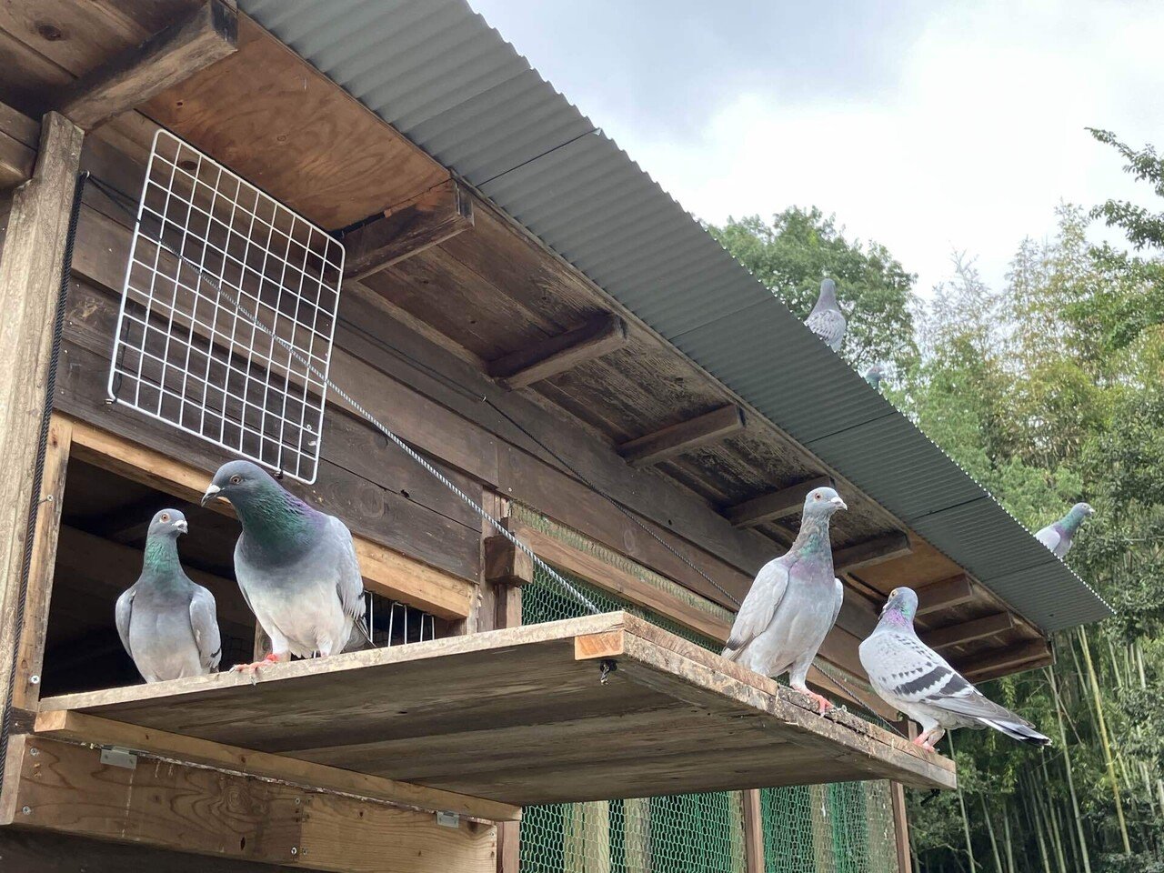 もう小屋は飽きた」DIY夫の鳥小屋ver.6の話｜おさかなとり