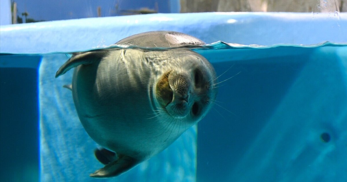 鳥羽水族館 鳥羽水族館 公式サイト
