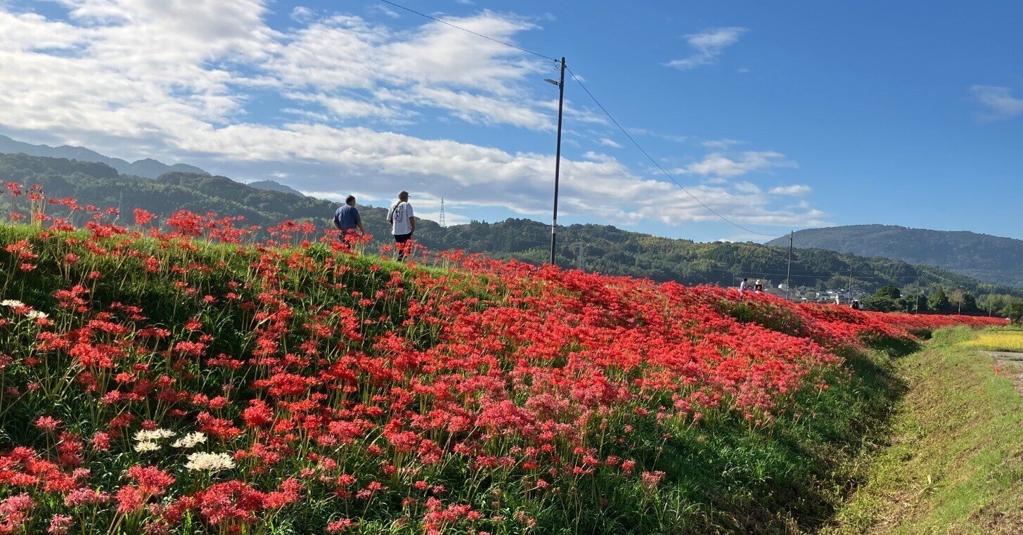 寺中彼岸花街道|Desert Rose 寺中彼岸花街道|Desert Rose