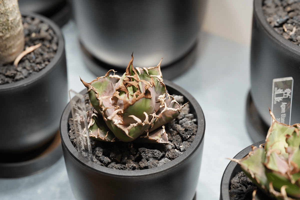 アガベ シーザー フィリグリー 2個セット アガベ シーザー