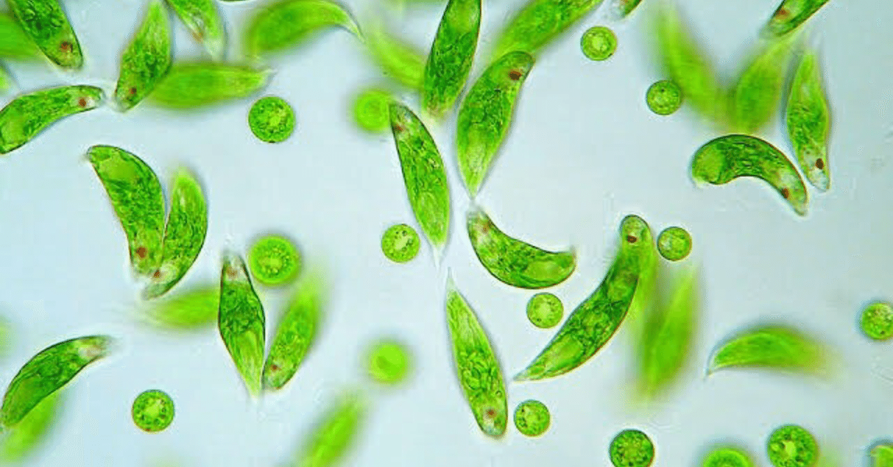 引きこもる私はミドリムシ じゃがりんp Note 引きこもる私はミドリムシ じゃがりんp Note