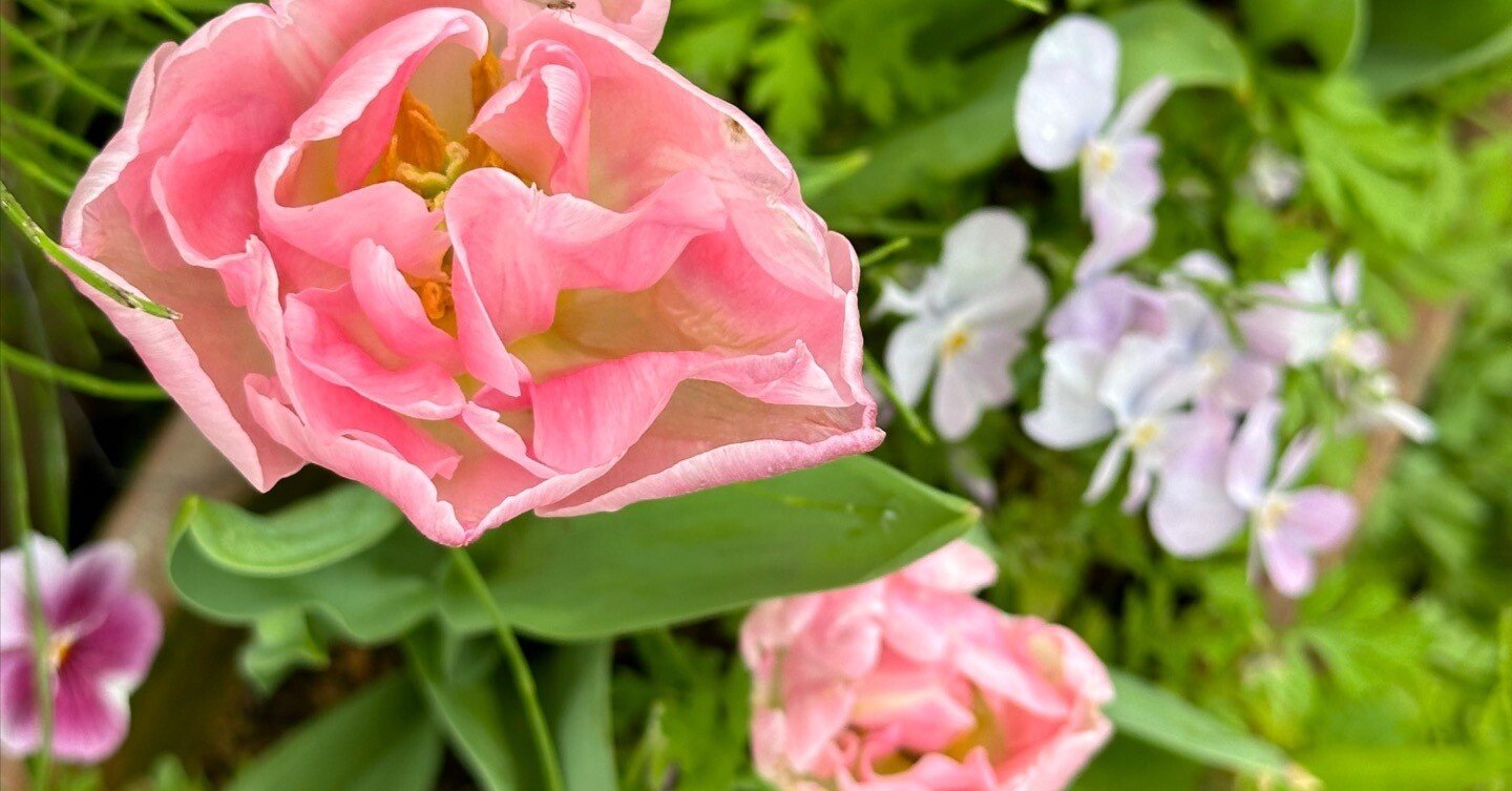 秋の庭から＞さて今年も『チューリップ支度』を始めましょうか！｜haco