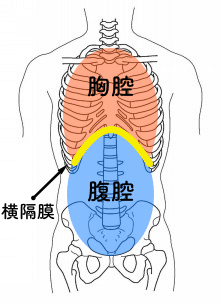 横隔膜