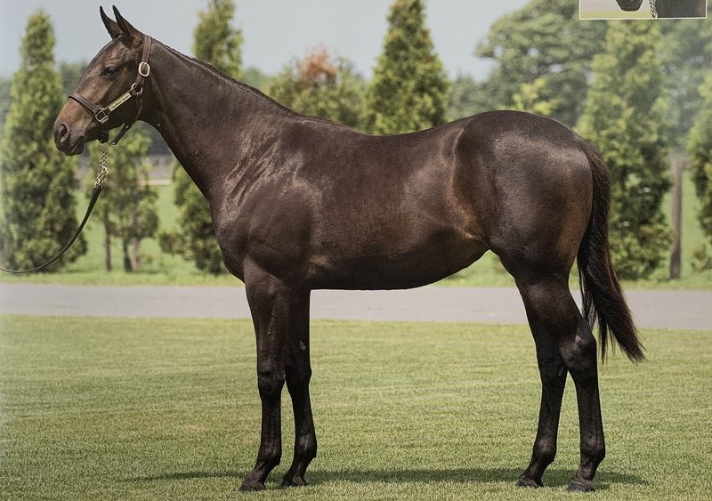 一口馬主マスターb ノート公開 キャロットクラブ 17年度募集編 一口馬主マスターb Note