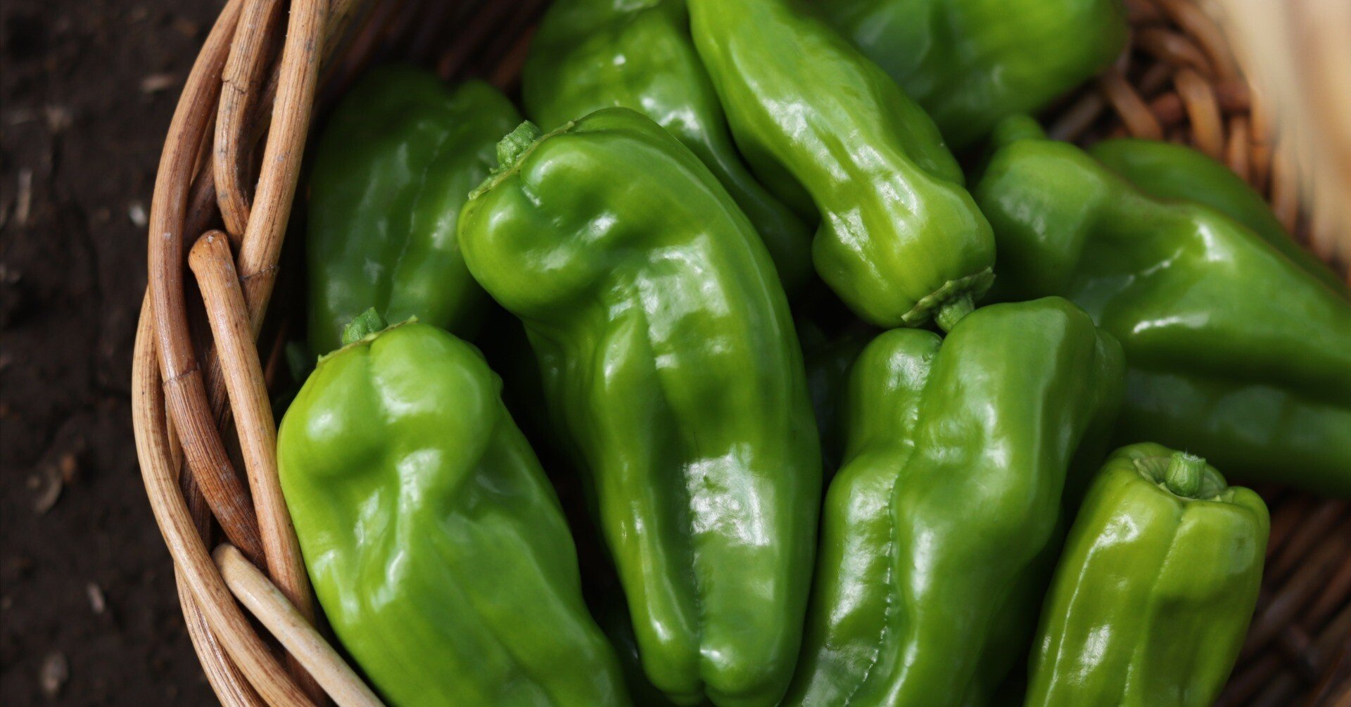 寒露・霜降 2024】 ピーマン ［京みどり］ -Vegetable Story