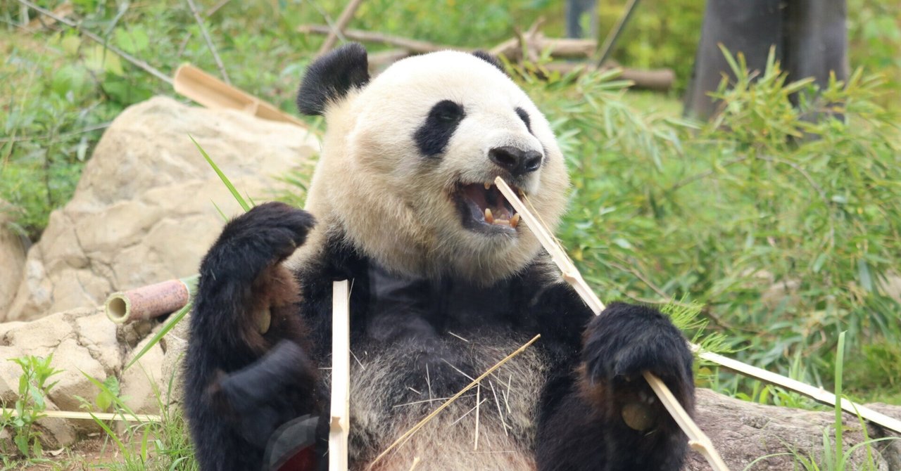 リーリーとシンシンが「2代目パンダ舎」にやって来た日【上野動物園の