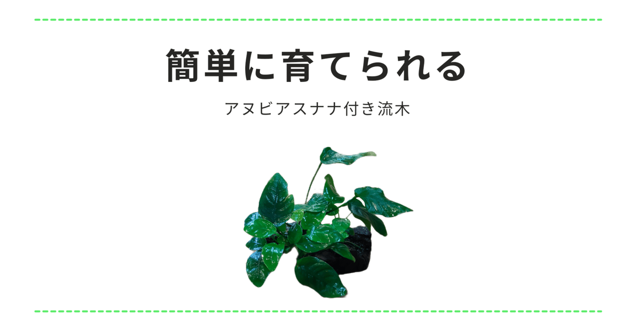 アヌビアスプチ 巻き流木 Lサイズ 41do+XRLipL._UF350,350_QL50_.jpg