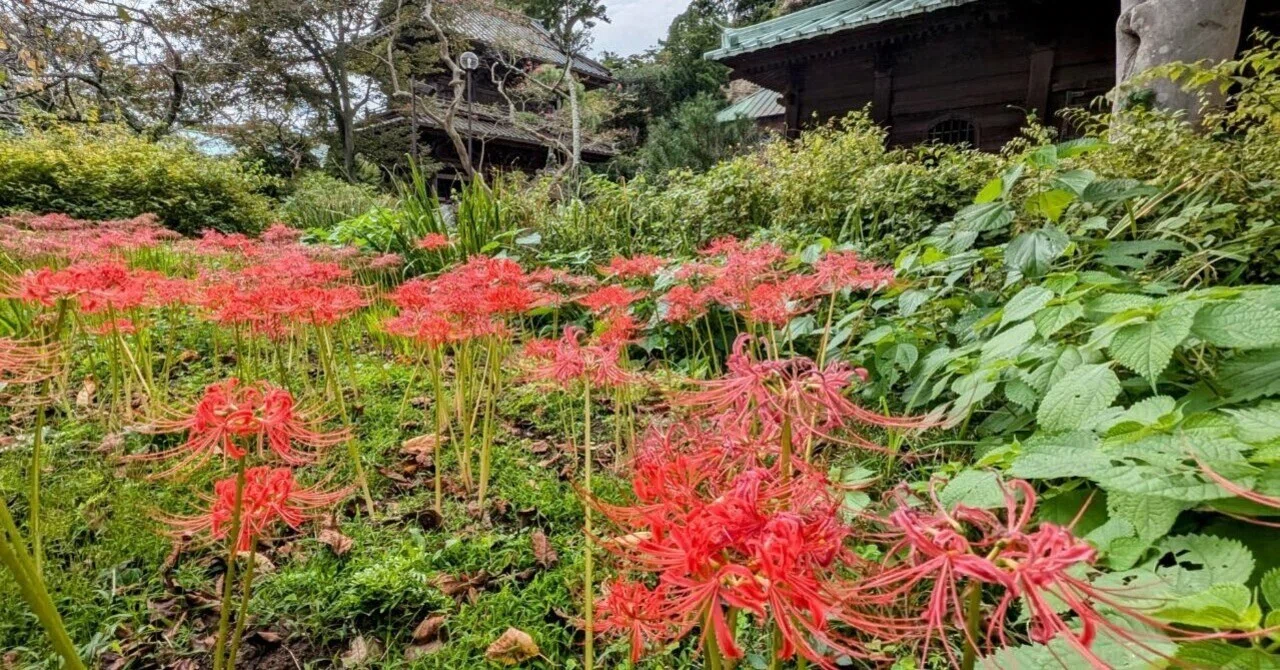 鎌倉・扇ガ谷｢英勝寺の彼岸花 2024｣ 【四季折々の花、草木】〈名所編