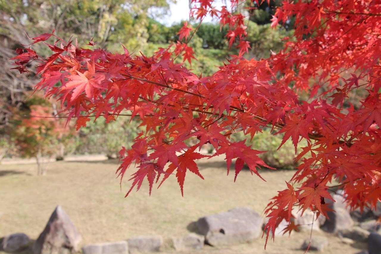 ヒヨコ釣りのひよこの話 谷本惠美 エッセイスト 心理職 Note