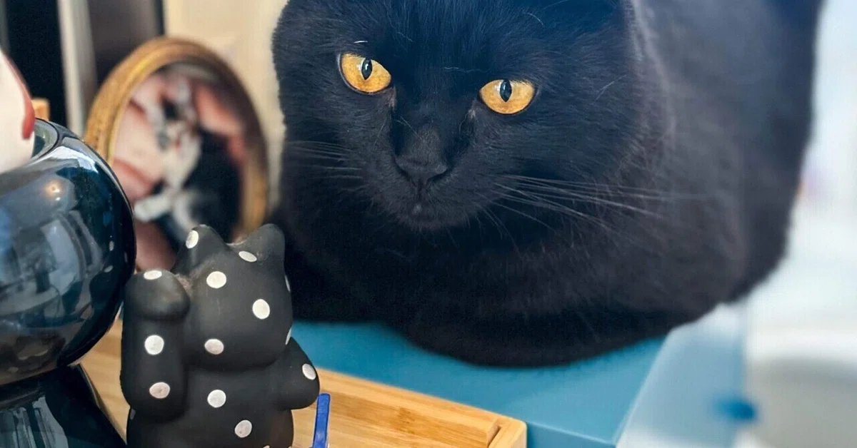 What My Cat Invited Into My Life｜sawahara
