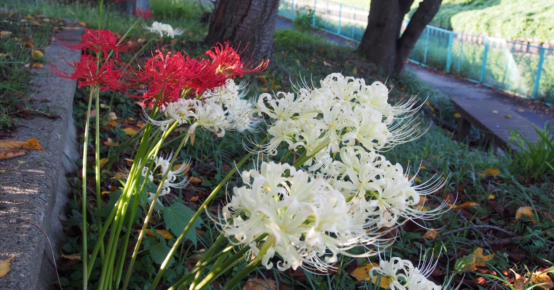 豊中市 旧猪名川2024年10月6日【彼岸花】｜レタス