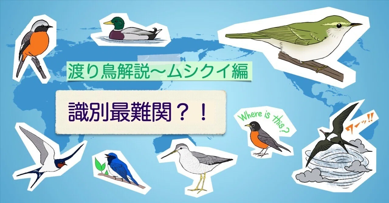 第3回】識別最難関？！ 渡り鳥解説〜ムシクイ編｜鳥の学校