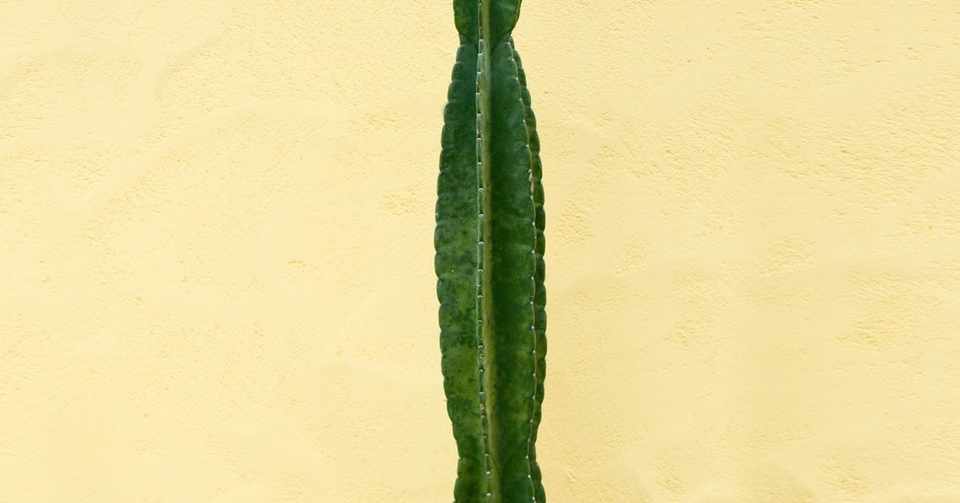 Cactus 燃える心 偉大 の花言葉は 厳しい環境下でも大きく成長し 燃えるような色彩の花を咲かせることに由来するといわれます サボテンの英語の花言葉は E Oomori Yuuka Note