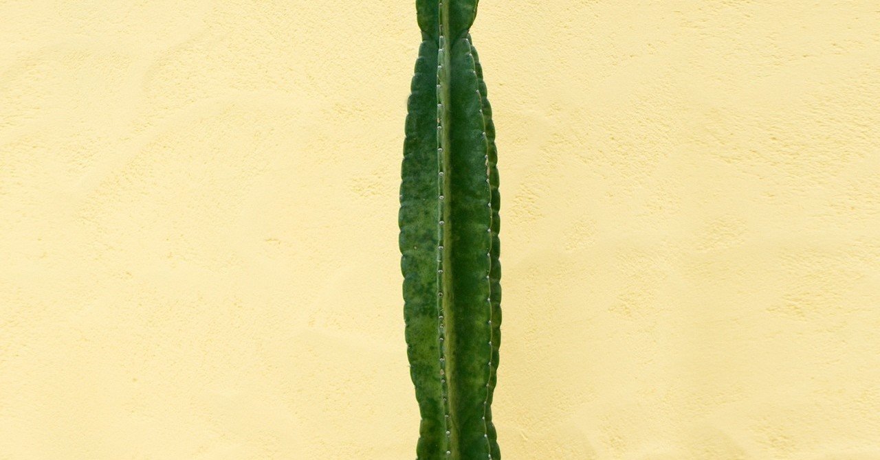 Cactus 燃える心 偉大 の花言葉は 厳しい環境下でも大きく成長し 燃えるような色彩の花を咲かせることに由来するといわれます サボテンの 英語の花言葉は E Oomori Yuuka Note