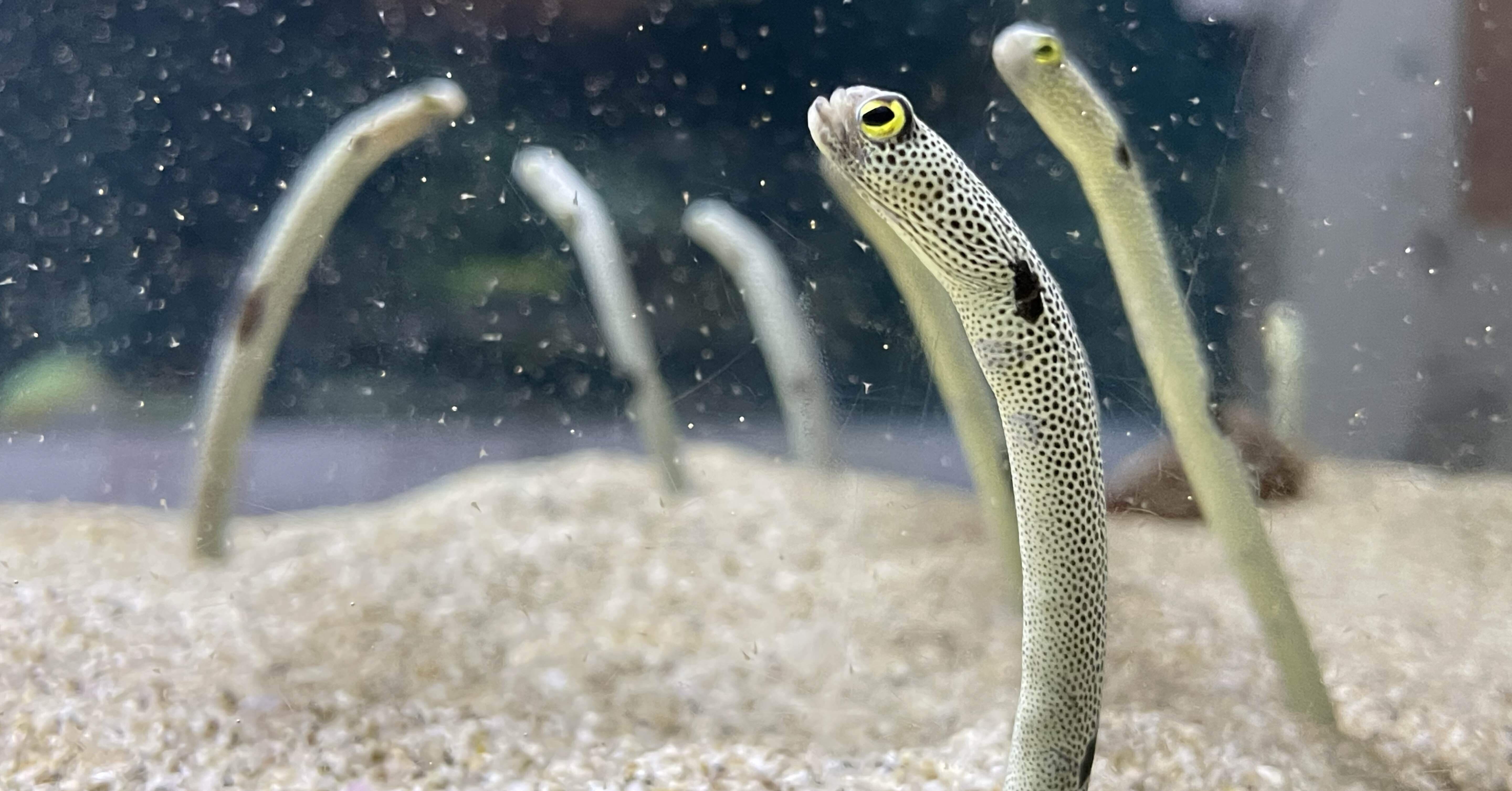 チンアナゴ fae597add4b06ce77a94078367f916