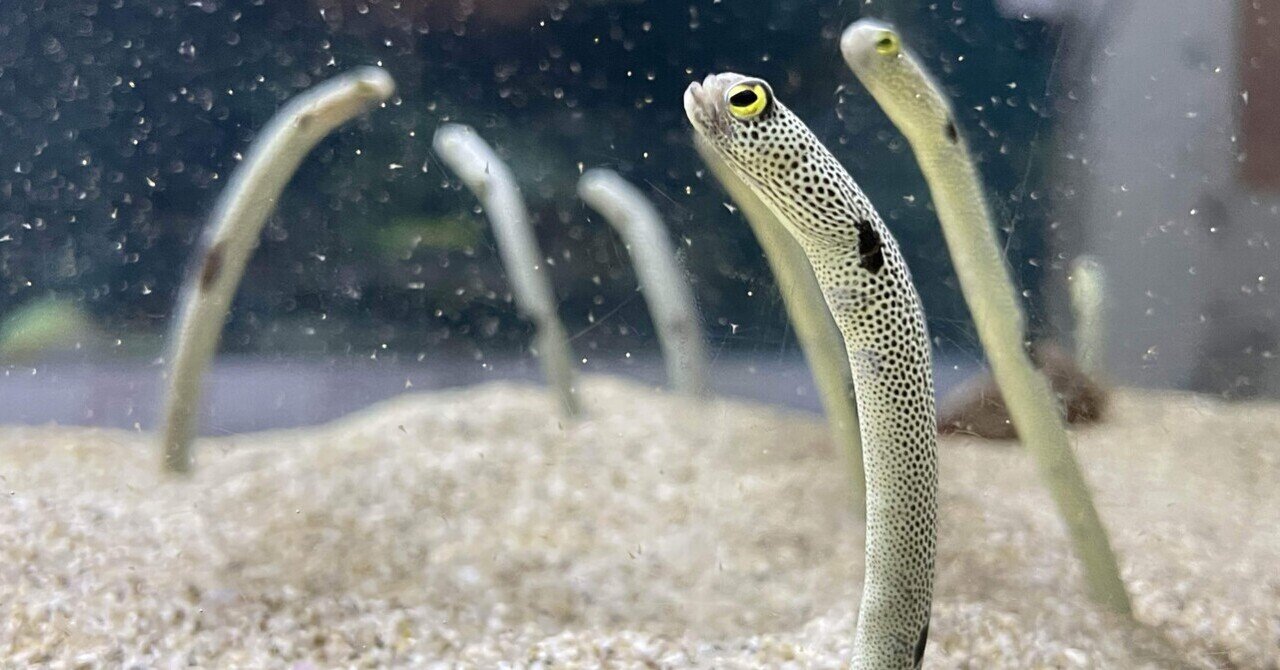 ここ☆0823☆様　ご確認用　釣りねことチンアナゴ ここ☆0823☆様ご確認用釣りねことチンアナゴ