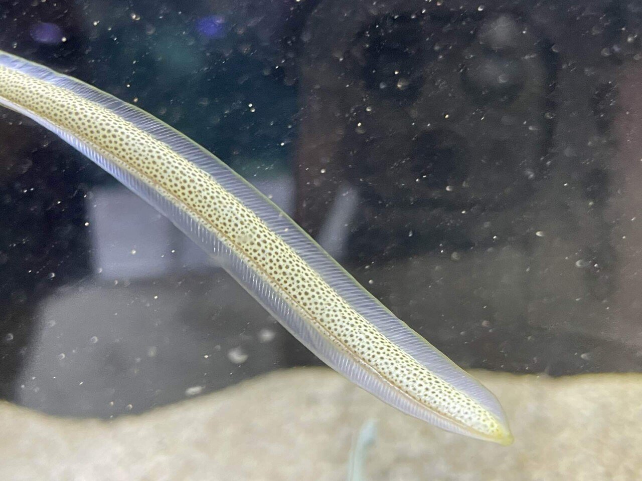 チンアナゴ《展示動物解説》｜桂浜水族館 公式