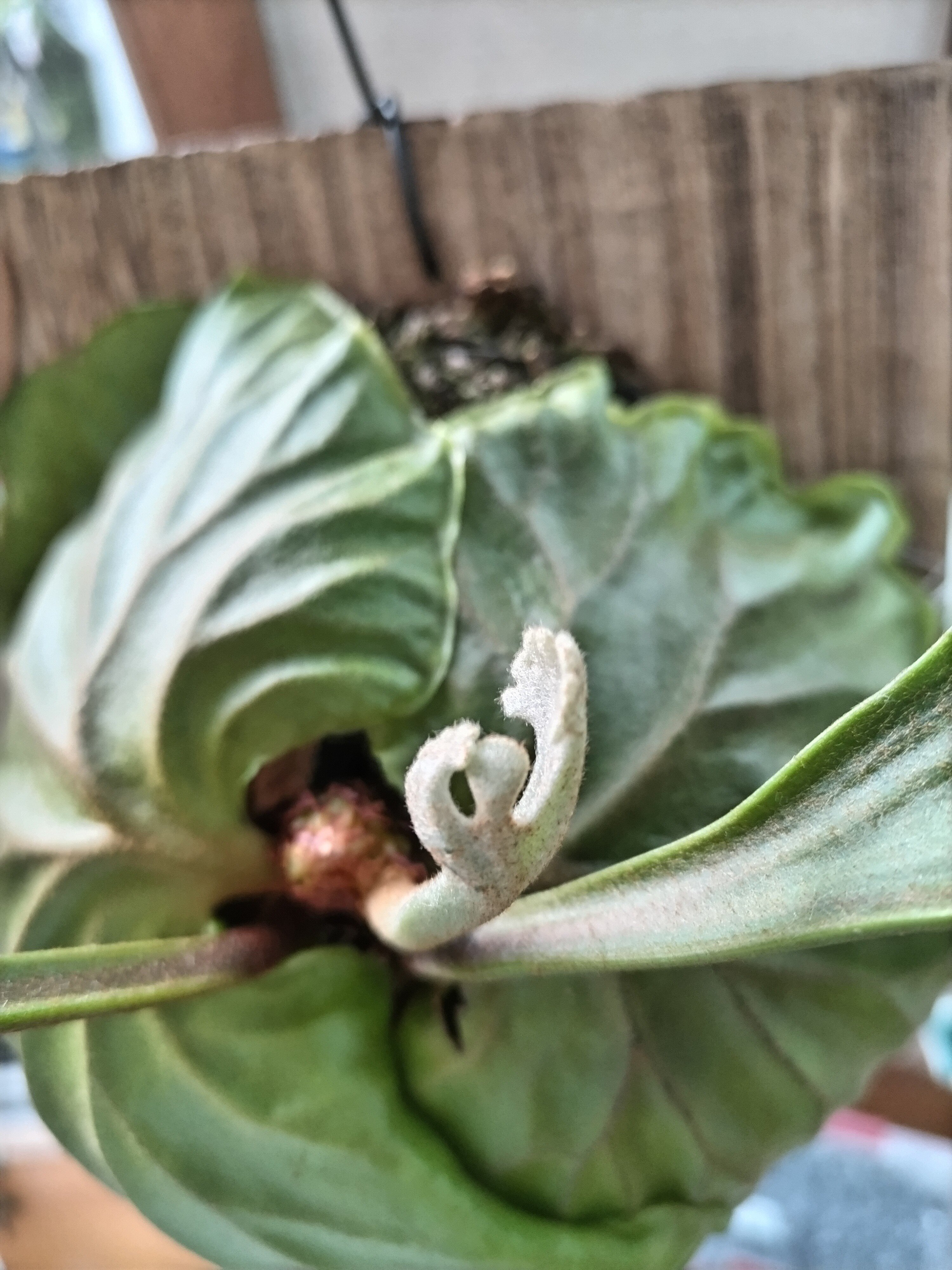 うちのリドレイにスプーンが付きました。かわちいね！！！｜紅茶と蜂蜜