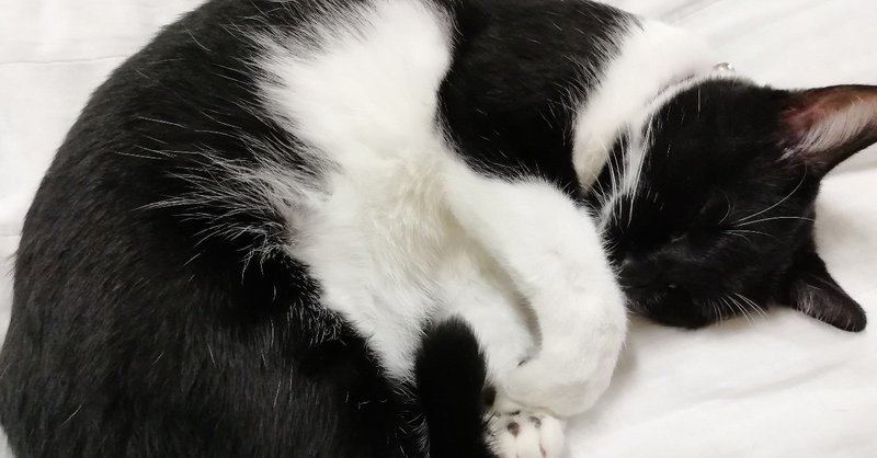 猫丸まる秋 半井 しろの Note