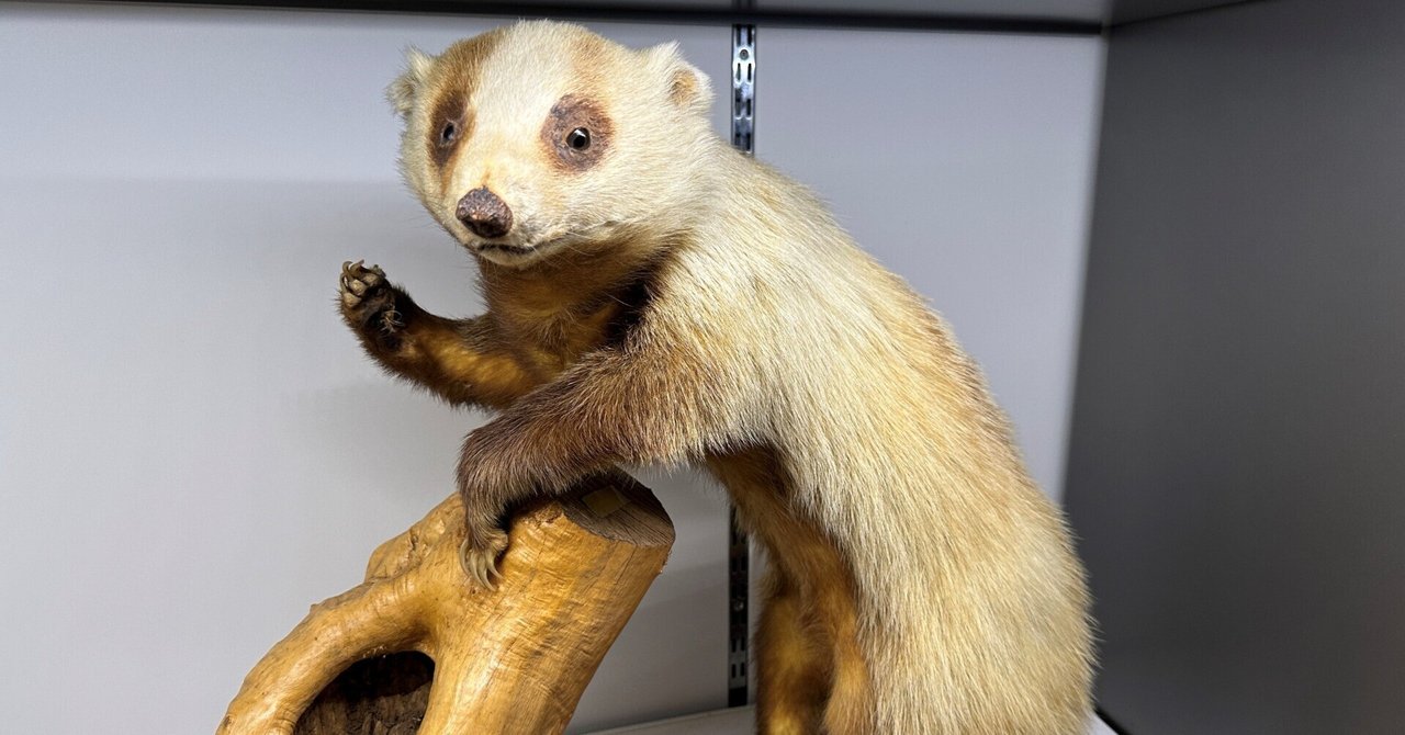 アナグマ 剥製 ニホンアナグマ