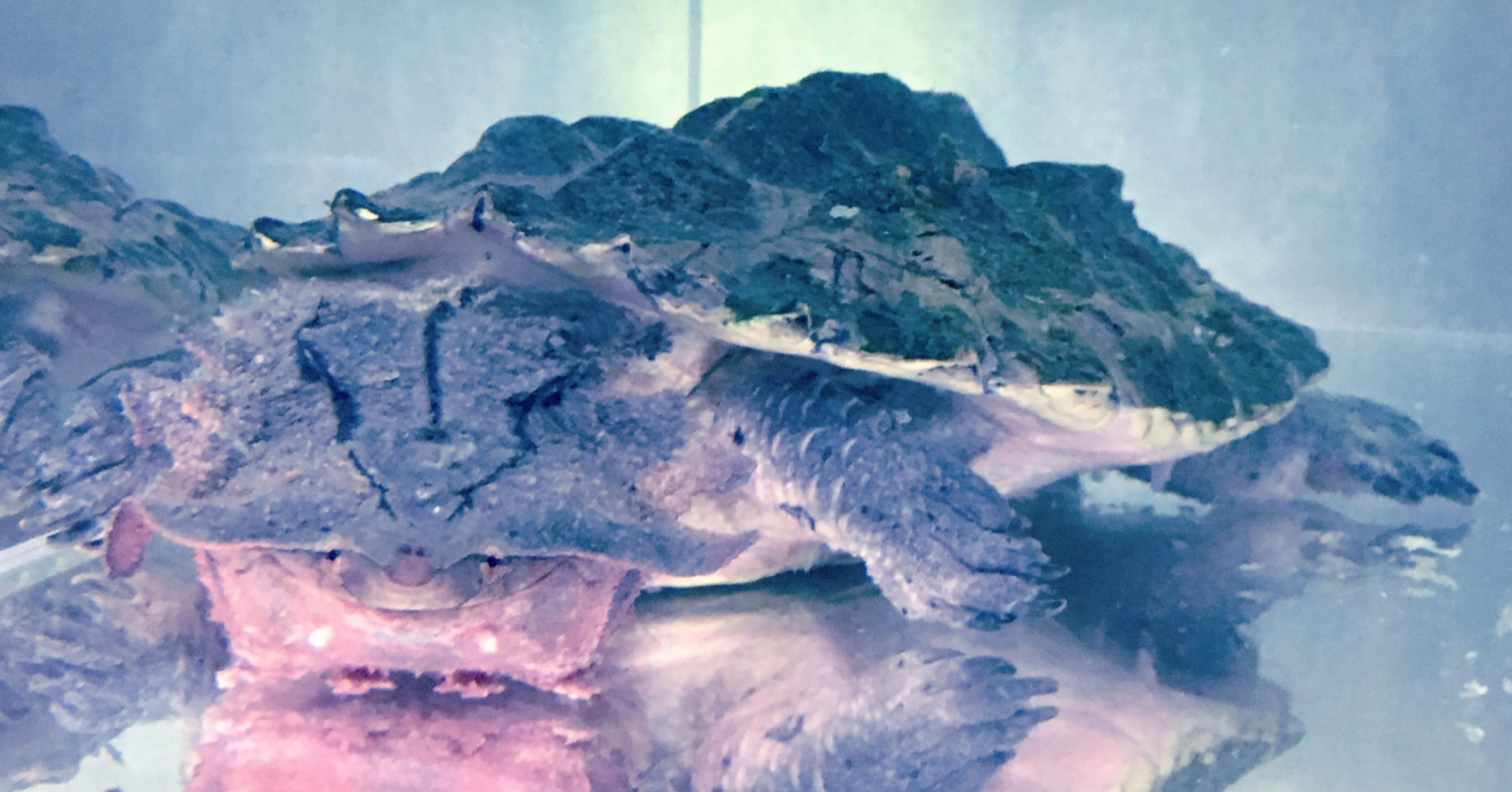 Matamata's blue memory｜R