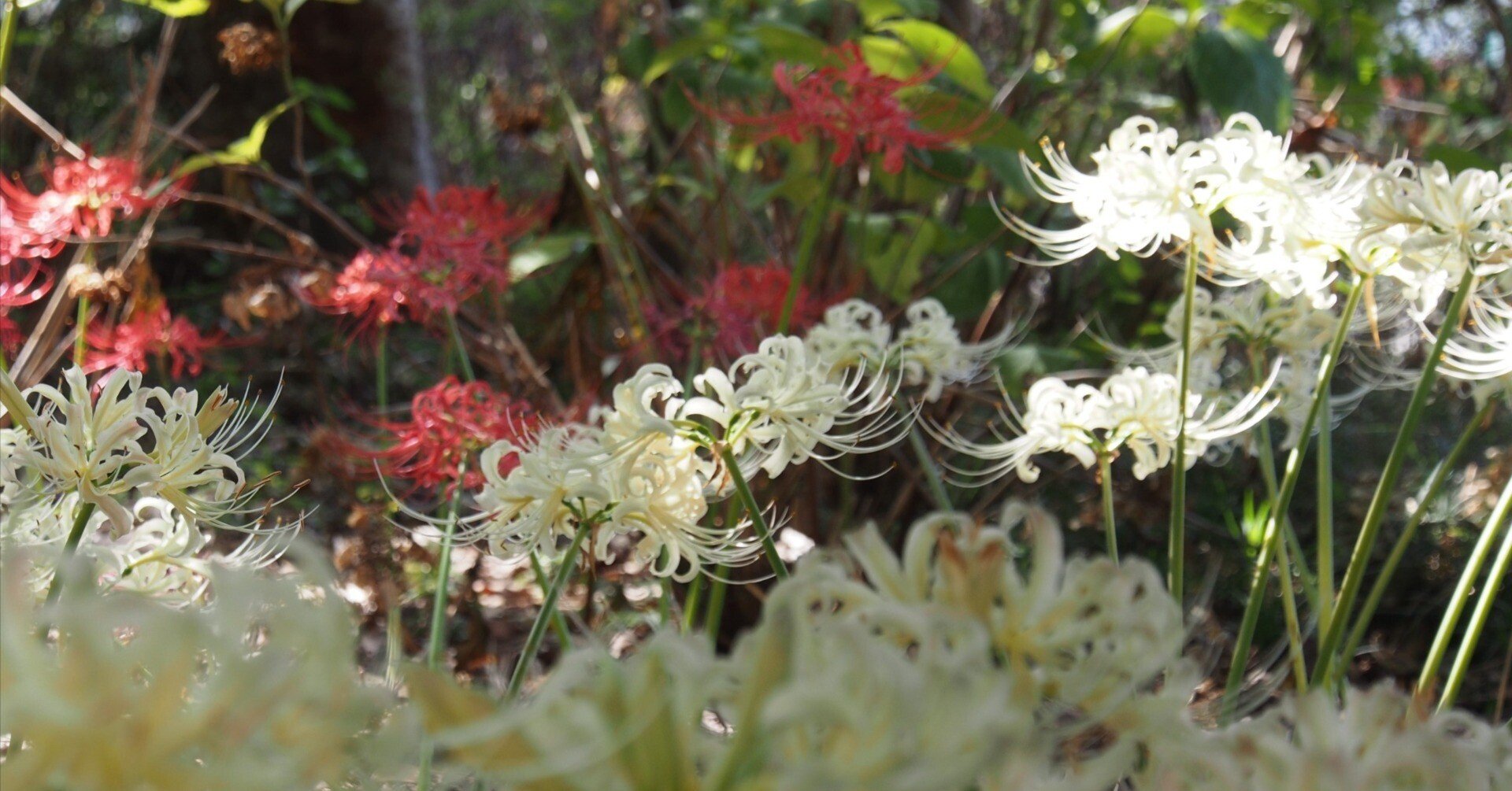 尼崎市 西川東公園2024年10月6日【彼岸花】｜レタス