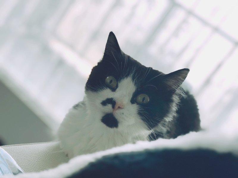 メンヘラな猫 猫も低血圧 Note メンヘラな猫 猫も低血圧 Note