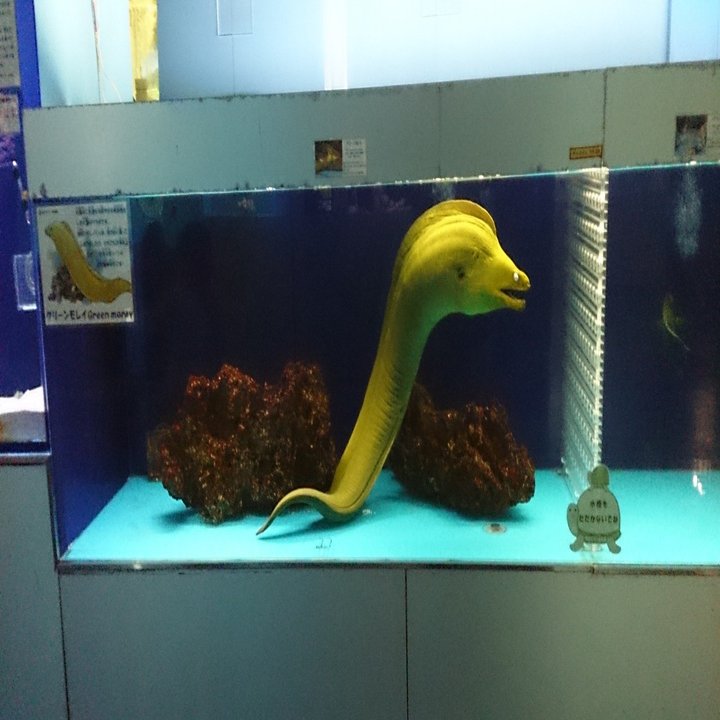 カティアの水族館紀行 東京タワー水族館 カティア Note