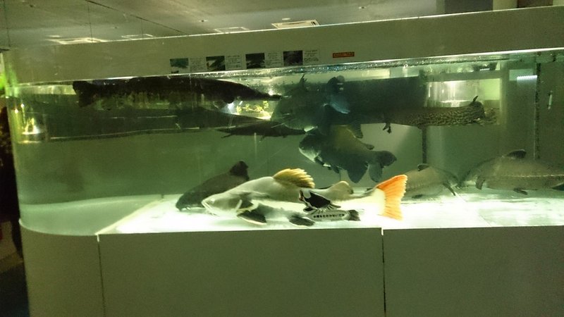 カティアの水族館紀行 東京タワー水族館 カティア Note