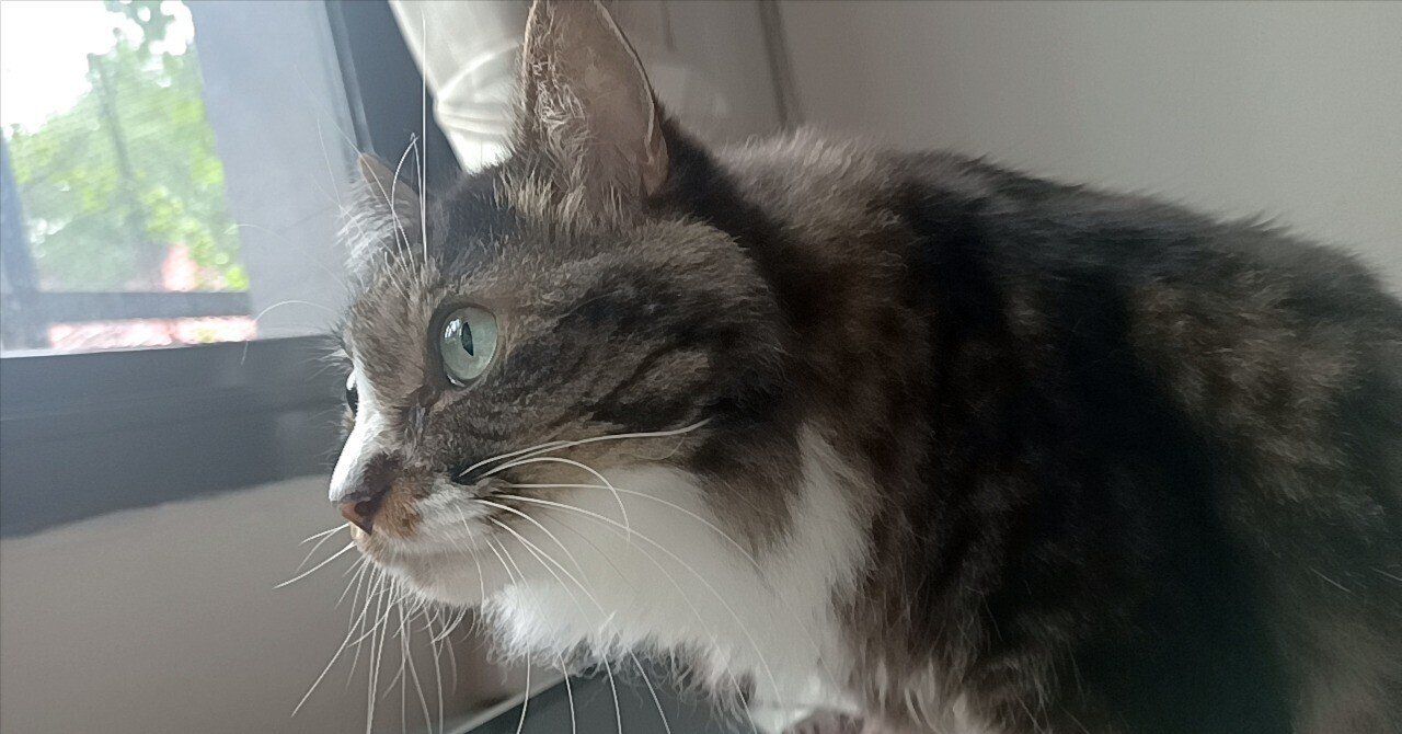 タイ徒然日記 〜タイ語で多読マラソン⑦｜miaw/@thailand