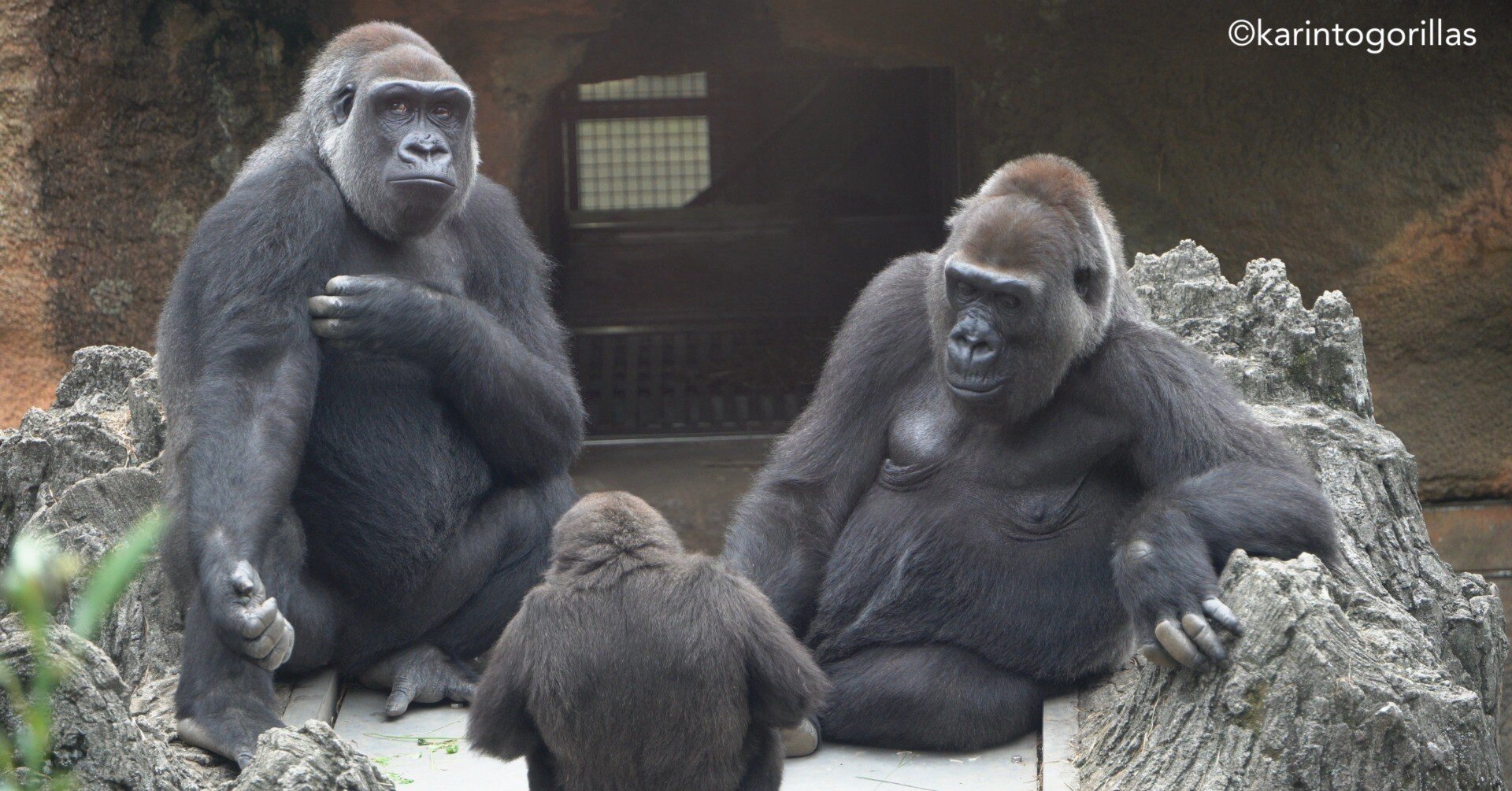 ゴリラ‼️ アニア AL-29 ゴリラ | Toys”R”Us – Japan