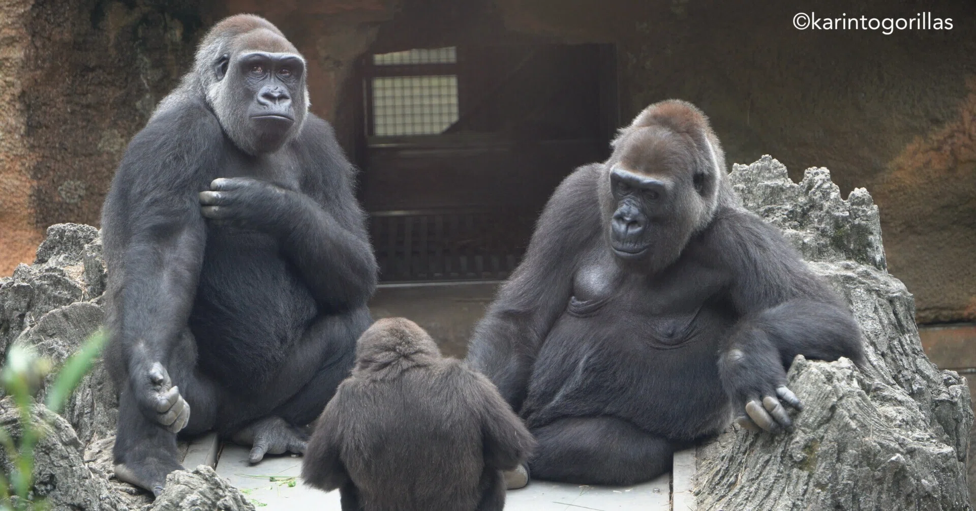 愛溢れる群れで暮らす赤ちゃんゴリラ｜Ueno Zoo 202409d2｜Zoos For