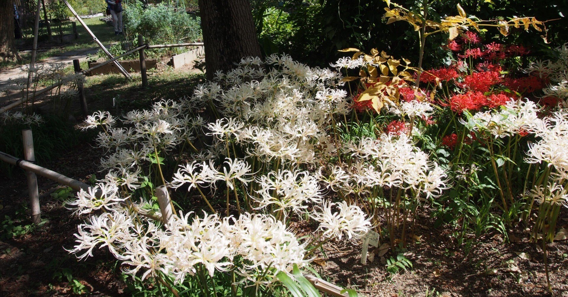 尼崎市 上坂部西公園2024年10月6日【彼岸花】｜レタス