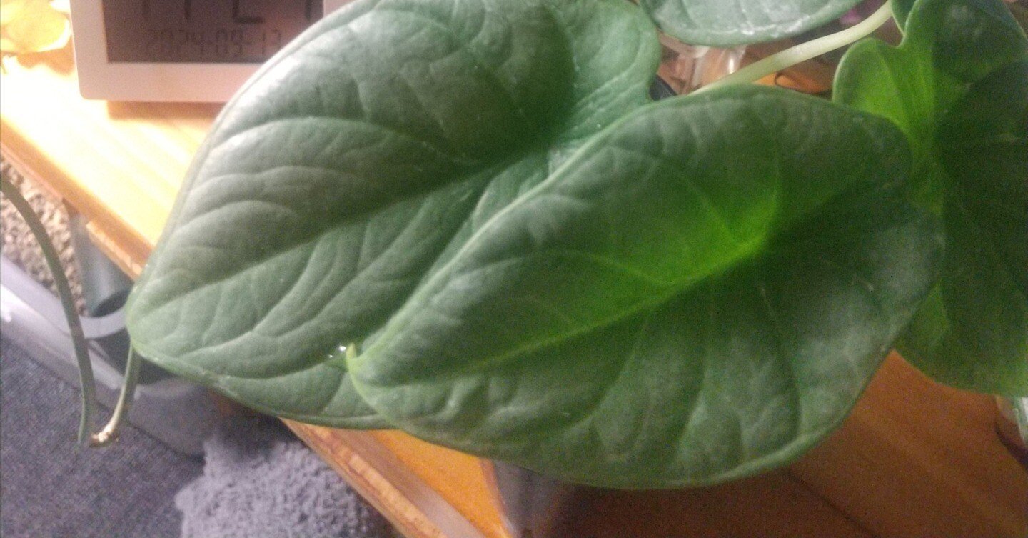 ご無沙汰しすぎ】アロカシアさん、なかなか難しいねぇ｜micyu