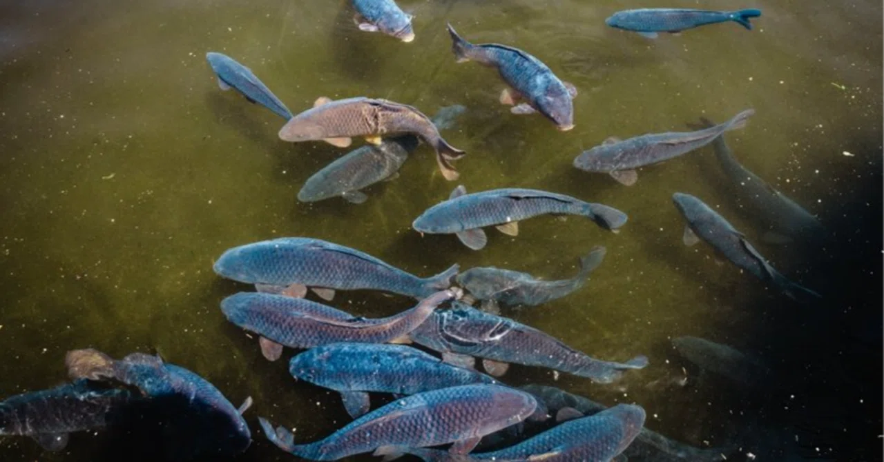 [Short Story] Fish Farm｜TechpanCreate（テクパン・クリエイト）
