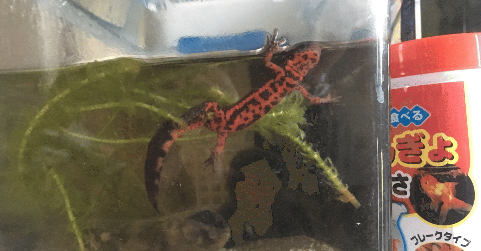 爬虫・両生類ビジュアルガイド　イモリ・サンショウウオの仲間 ヨドバシ.com - 爬虫・両生類ビジュアルガイド イモリ・サンショウウオ