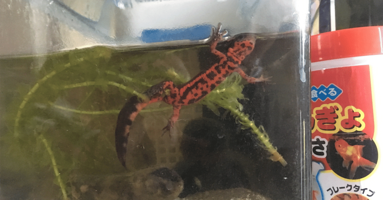 送料無料・入手困難】有尾類 イモリ サンショウウオ 爬虫類 両生類