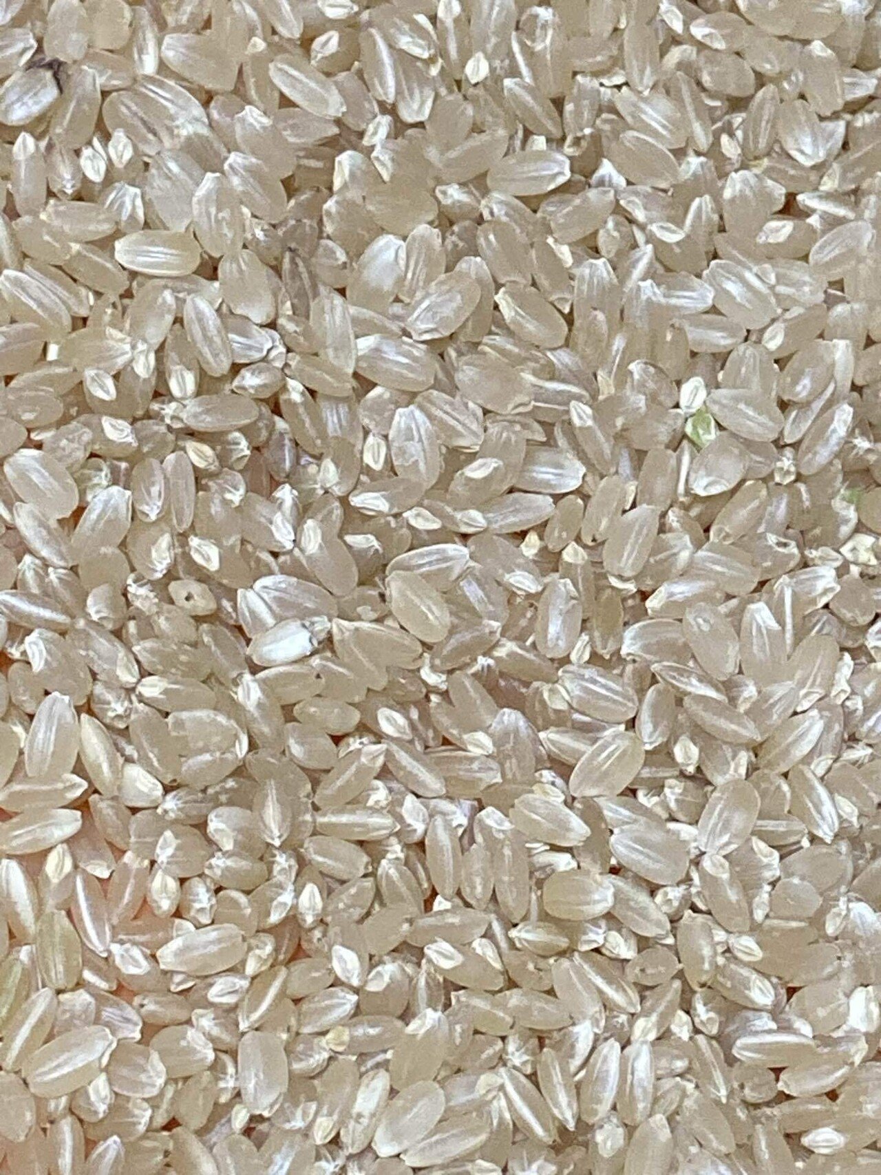 古いお米『玄米』　☆カラス☆ ひとめぼれ 令和7年産 玄米 無洗米 からだにやさしい健美玄米 700g×4袋