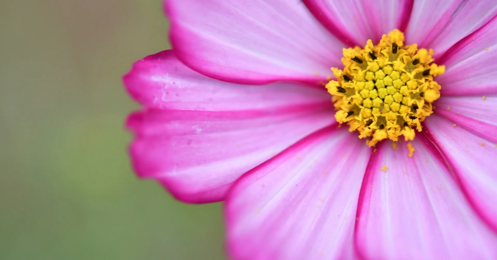 D500】AF-S Micro NIKKOR 60mm f/2.8G ED で庭のお花｜No.54
