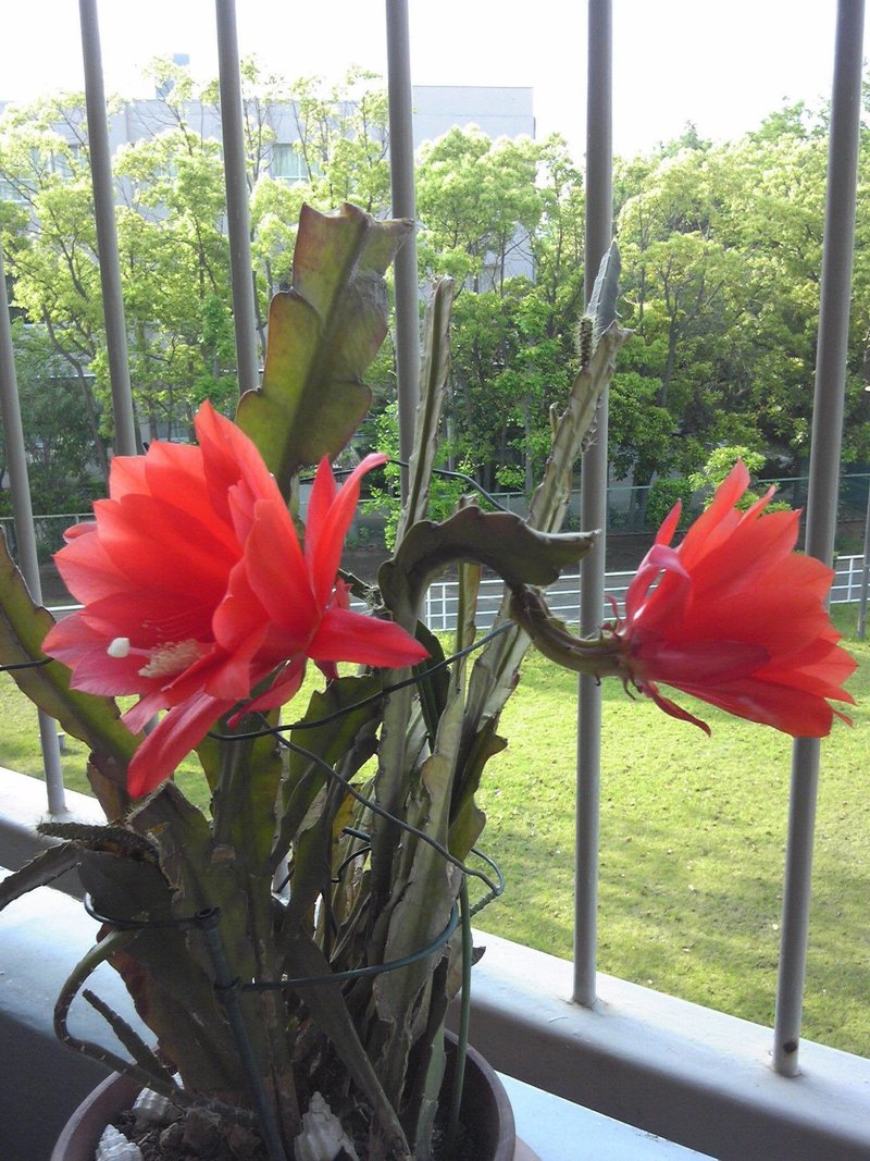 サボテンのような人生を歩みたい 井田祥吾 Note