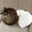 ショコらすく