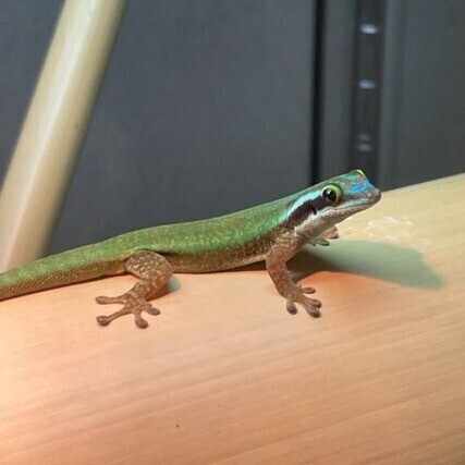 ヒルヤモリ ゆう様 ヒルヤモリについて（序章～2024年の日本での流通種）｜山田