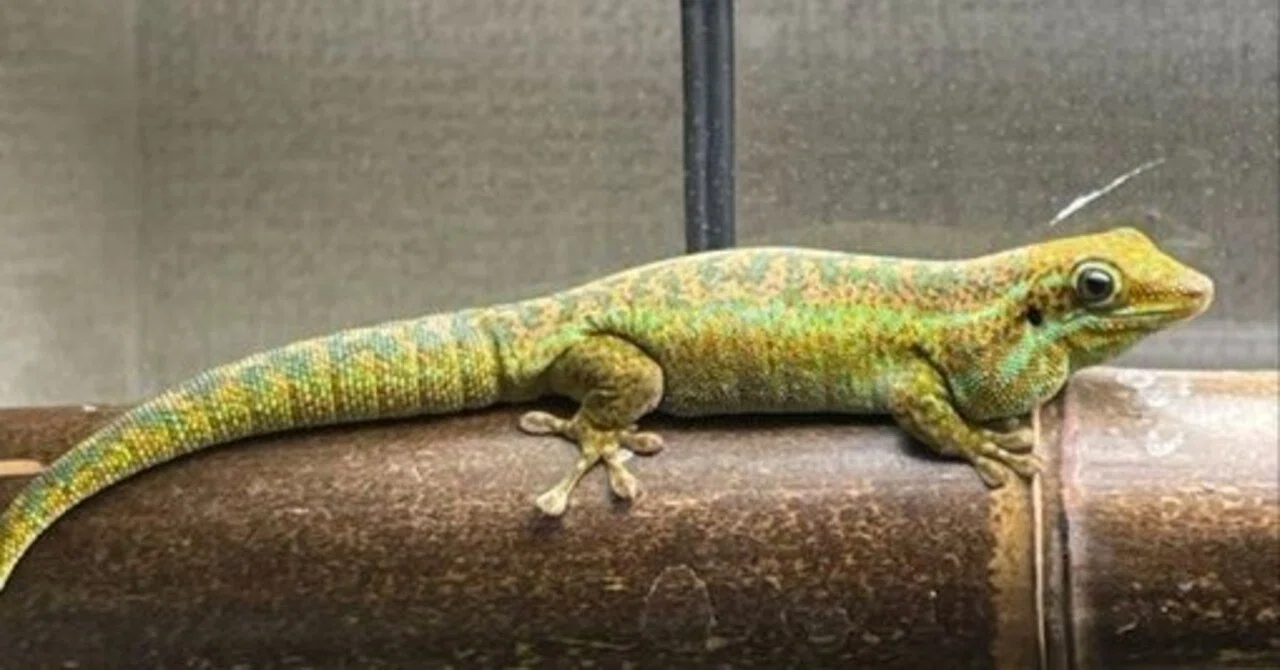 ヒルヤモリの飼育図鑑　洋書 ドイツ語 Phelsuma ヒルヤモリについて（取り扱い～購入編）｜山田