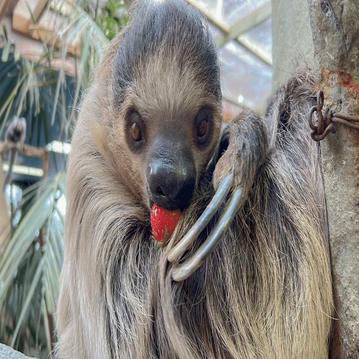 10月19日は国際ナマケモノの日！🦥｜那須どうぶつ王国公式note