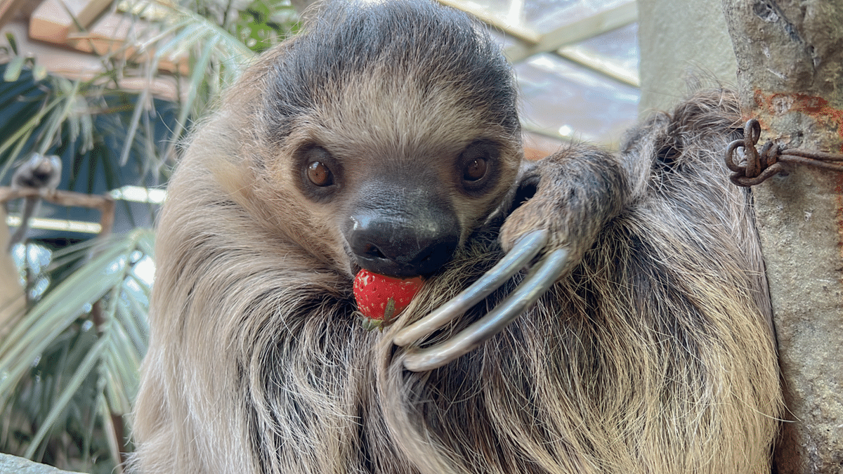 10月19日は国際ナマケモノの日！🦥｜那須どうぶつ王国公式note
