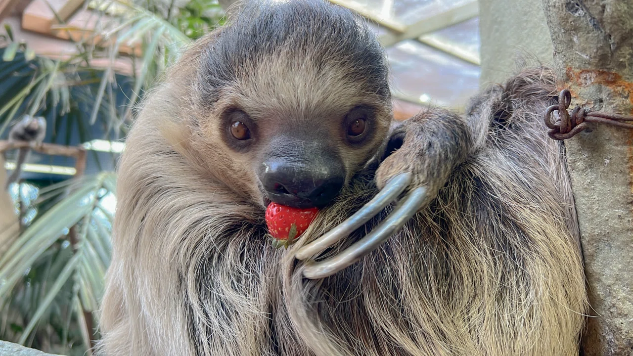 10月19日は国際ナマケモノの日!🦥|那須どうぶつ王国公式note 10月19日は国際ナマケモノの日!🦥|那須どうぶつ王国公式note