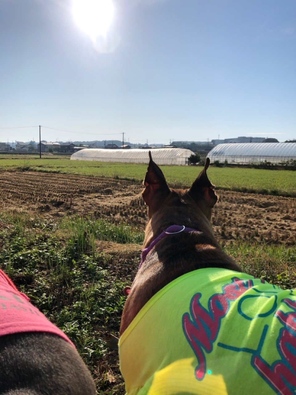 犬の記憶とトラウマ コゾノケイコ Note 犬の記憶とトラウマ コゾノケイコ Note