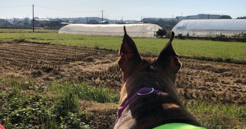 犬の記憶とトラウマ コゾノケイコ Note