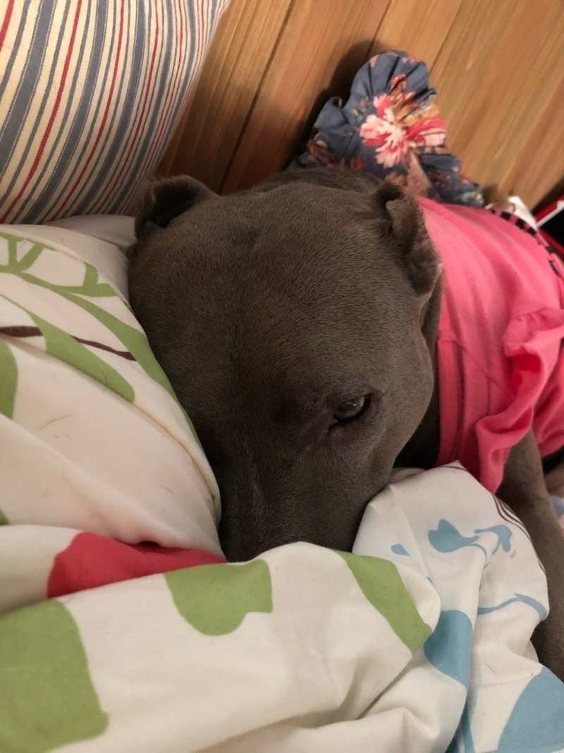 犬の記憶とトラウマ コゾノケイコ Note 犬の記憶とトラウマ コゾノケイコ Note